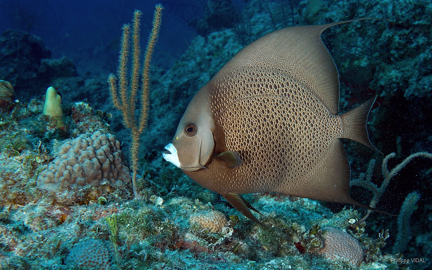 MediaEarth - Bahamas 2017 - DSC02287_rc - Gray Angelfish - Pomacanthus arcuatus.jpg